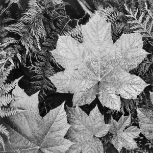 Product Image and Link for Leaves By Ansel Adams (50 Piece Mini Wooden Jigsaw Puzzle)