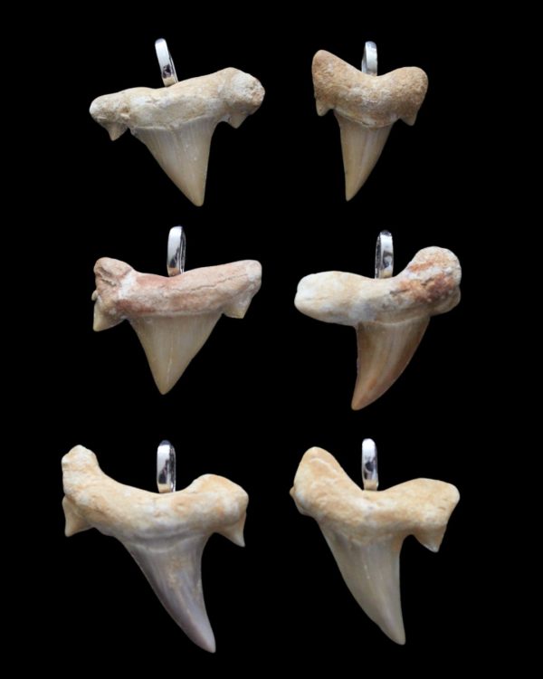 Product Image and Link for Fossilized Shark Teeth Pendants (6 pc.)