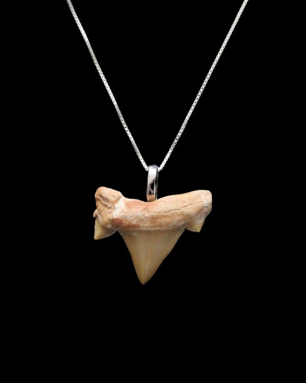 Product Image and Link for Fossilized Shark Teeth Pendants (6 pc.)
