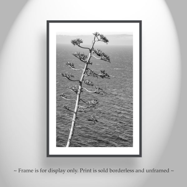 Product Image and Link for Black and White Big Sur Photography with Agave on California Coast