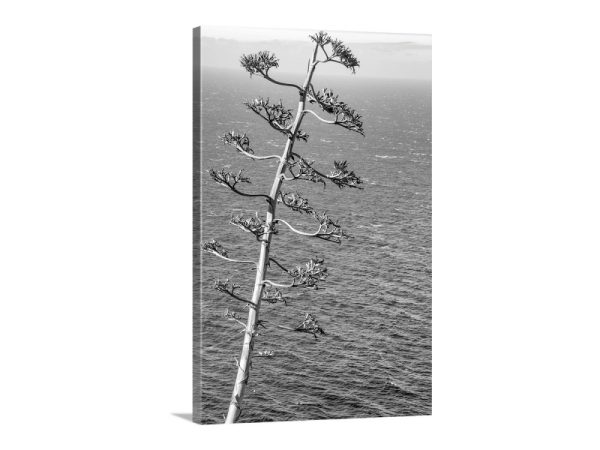 Product Image and Link for Black and White Big Sur Photography with Agave on California Coast
