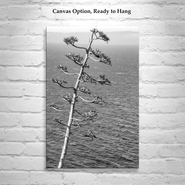 Product Image and Link for Black and White Big Sur Photography with Agave on California Coast