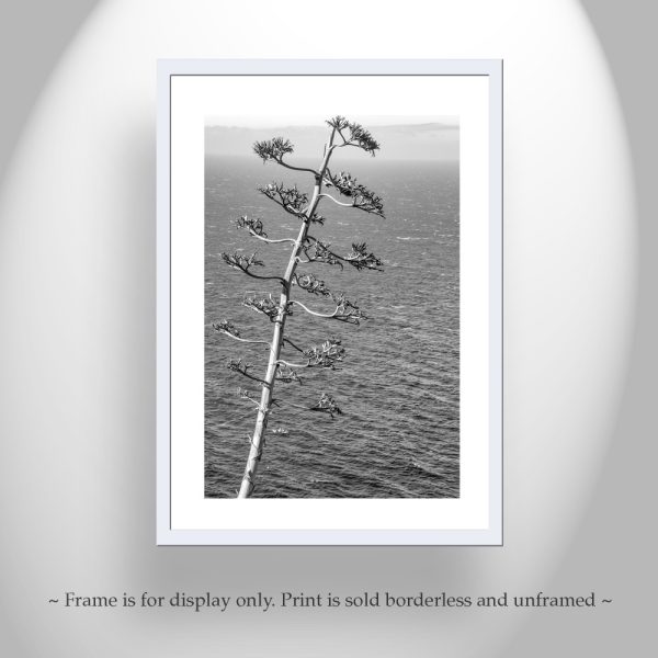 Product Image and Link for Black and White Big Sur Photography with Agave on California Coast