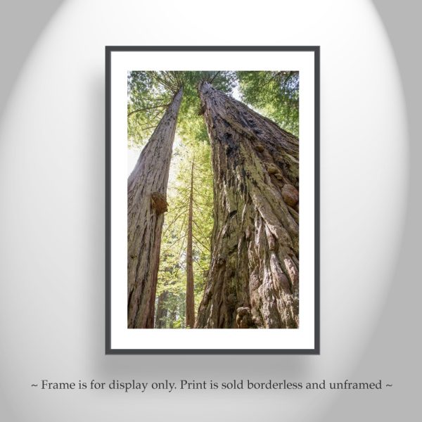 Product Image and Link for Redwood Tree Photography Art Print at Big Basin Santa Cruz California