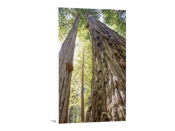 Product Image and Link for Redwood Tree Photography Art Print at Big Basin Santa Cruz California