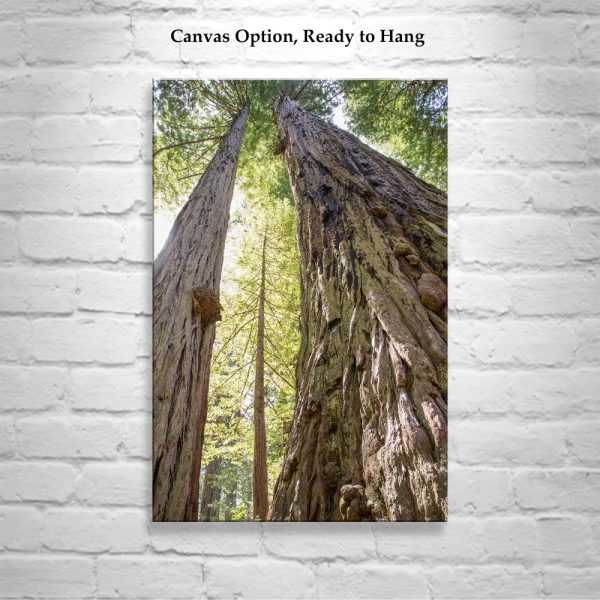Product Image and Link for Redwood Tree Photography Art Print at Big Basin Santa Cruz California