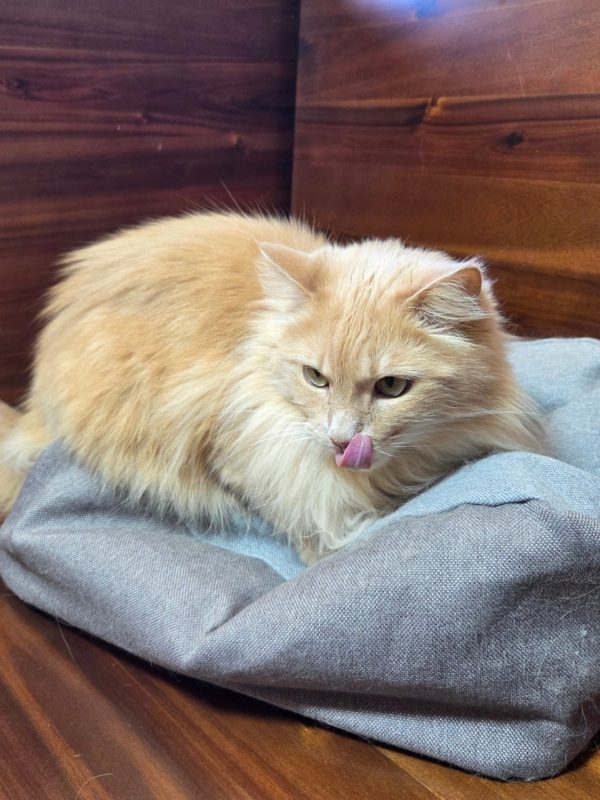 Product Image and Link for Cat Cloud
