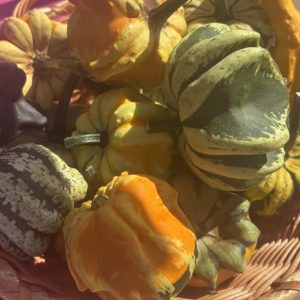 Product Image and Link for Seasonal Gourds