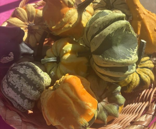 Product Image and Link for Seasonal Gourds