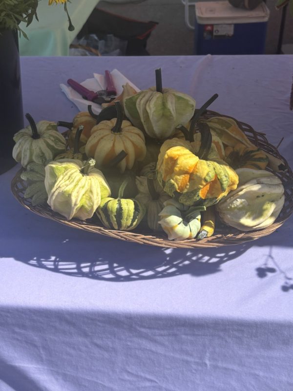 Product Image and Link for Seasonal Gourds